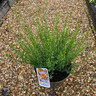 Cytisus 'Apricot Gem' (5L)