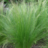Stipa tenuissima 'Pony Tails' (Grass)