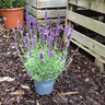 Lavender 'Hidcote' (14cm pot)