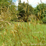 Stipa gigantea (Golden Oat Grass) - 2ltr