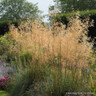 Stipa gigantea (Golden Oat Grass) - 2ltr