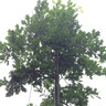 Quercus robur (English Oak) - 10/12cm (70ltr)