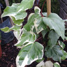 Hedera algeriensis 'Gloire de Marengo' (60/80cm) - 4ltr