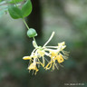 Lonicera periclymenum (Honeysuckle) - 4ltr