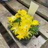 Delosperma congestum  - Yellow