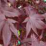 Acer palmatum 'Atropurpureum' - 5ft