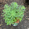 Euphorbia ch. 'Humpty Dumpty'