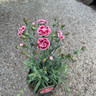 Dianthus 'Sugar Plum'