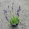 Lavender 'Imperial Gem' (3L)