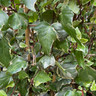 Hedera 'Gloire de Marengo' - 1.2-1.5m trellis