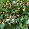 Lonicera Dart's World (Honeysuckle)- 1.5 metre trellis