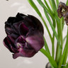 Tulip 'Black Hero' (Double Late) - PACK of 10 Premium size bulbs