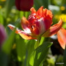 Tulip 'Orange Princess' (Double Late) - PACK of 10 Premium size bulbs