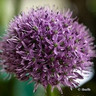 Allium Gladiator - 3 bulbs