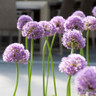 Allium Gladiator