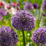 Allium Gladiator