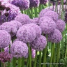 Allium Globemaster - 6 bulbs