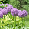 Allium Globemaster - 6 bulbs