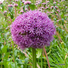 Allium Globemaster - 6 bulbs