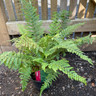 Fern - Polystichum setiferum