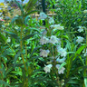 Penstemon mix (2L)