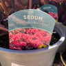 Sedum (3L)