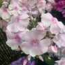 Phlox - 5 litre