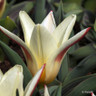 Tulip 'Johann Strauss'