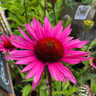 Echinacea 'Fatal Attraction' 3ltr