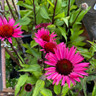 Echinacea 'Fatal Attraction' 3ltr