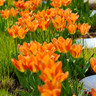 Tulip 'Ballerina' (Lily-flowered) - PACK of 10 Premium size bulbs