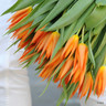Tulip 'Ballerina' (Lily-flowered) - PACK of 10 Premium size bulbs