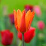 Tulip 'Ballerina' (Lily-flowered) - PACK of 10 Premium size bulbs