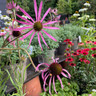 Echinacea 'Rocky Top' 3ltr