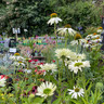 Echinacea 'Happy Star' 3ltr