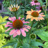 Echinacea 'Pink Pearl' 3ltr