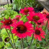 Echinacea 'Kismet Red' 3ltr