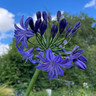 Agapanthus 'Graskop' 10ltr