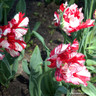 Tulip 'Estella Rijnveld' (Parrot) - PACK of 10 Premium size bulbs