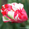 Tulip 'Estella Rijnveld' (Parrot) - PACK of 10 Premium size bulbs