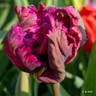 Tulip 'Negrita Parrot' (Parrot) - PACK of 10 Premium size bulbs