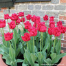 Tulip 'Barbados' (Fringed) - PACK of 10 Premium size bulbs