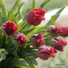 Tulip 'Barbados' (Fringed) - PACK of 10 Premium size bulbs