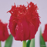 Tulip 'Barbados' (Fringed) - PACK of 10 Premium size bulbs