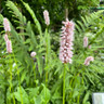 Persicaria 'Bistorta' 3ltr 