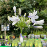 Agapanthus 'Twister' 10ltr