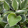 Hosta 'Francee' 3 ltr pot