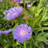 Stoksia 'Blue Star' 3ltr pot 