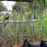 Pennisetum 'Cherry Sparkler' 3ltr  (Grass)