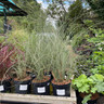 Miscanthus ' Morning Light' 3ltr (Grass)